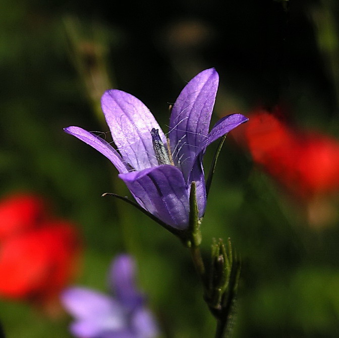 photo "***" tags: nature, flowers