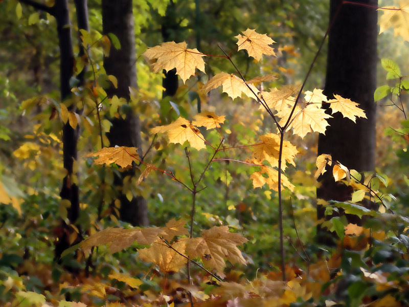 photo "Autumn sketches (1)" tags: landscape, autumn