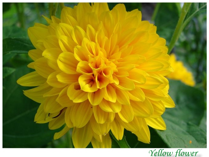 фото "Yellow flower" метки: природа, макро и крупный план, цветы