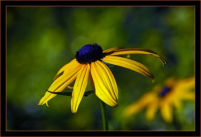 photo "yellow and bleu" tags: nature, macro and close-up, flowers