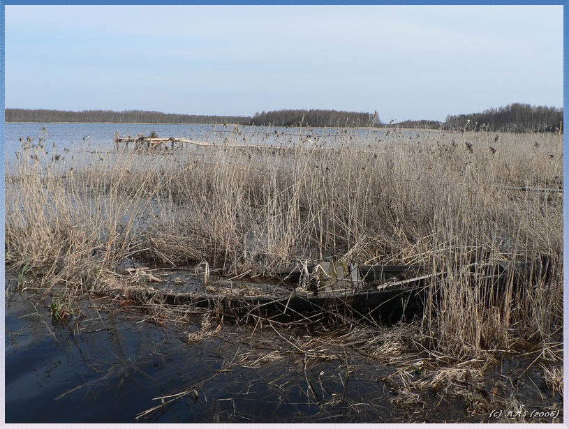 photo "Has hidden in canes..." tags: landscape, genre, water