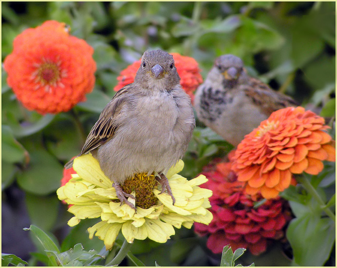 photo "Butterfly" tags: nature, flowers, wild animals
