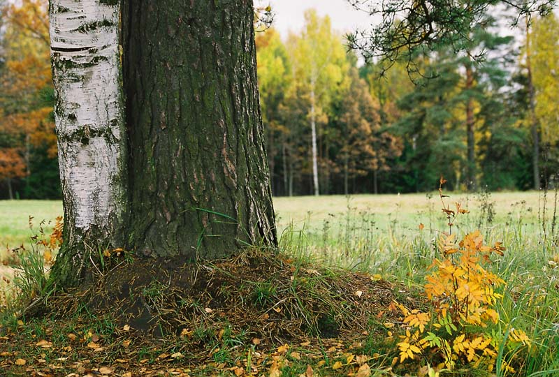 photo "Not pair" tags: landscape, autumn