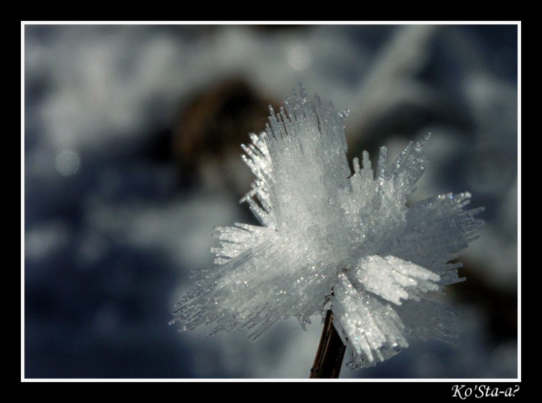 photo "Snow Flake" tags: macro and close-up, 