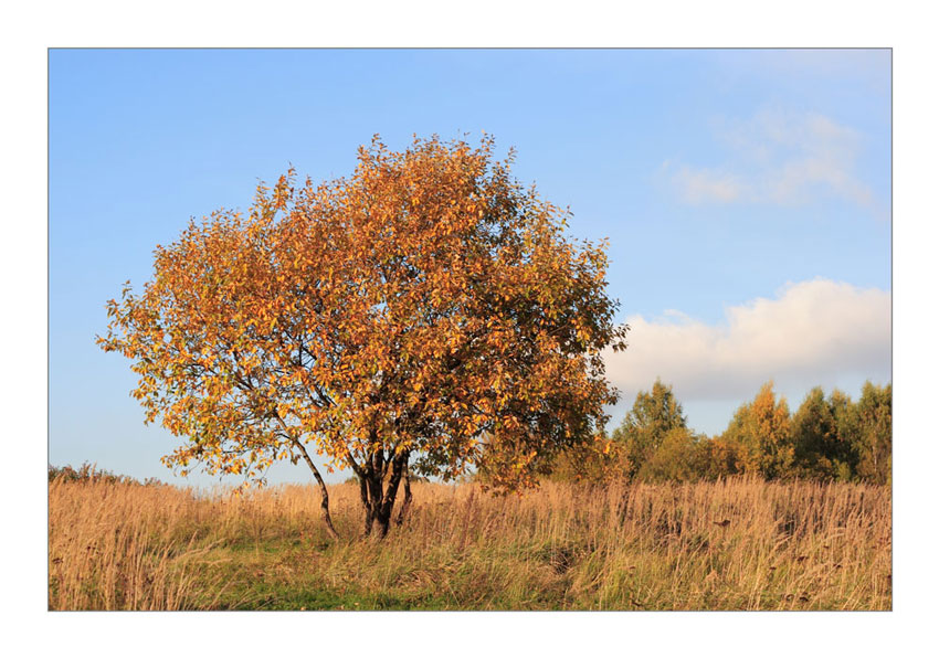 photo "Осень..." tags: landscape, autumn