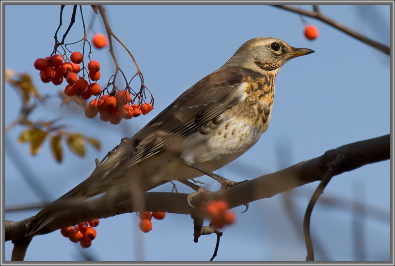 photo "Turdus pilaris" tags: nature, wild animals