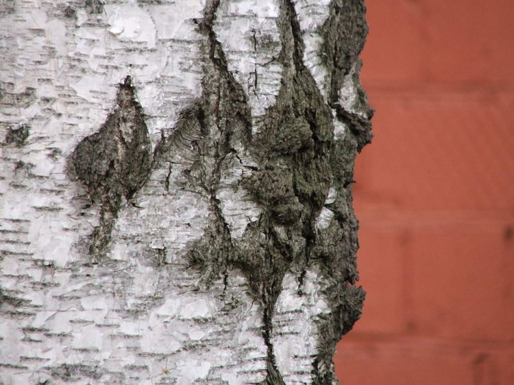 photo "the birch in the town as is" tags: landscape, 