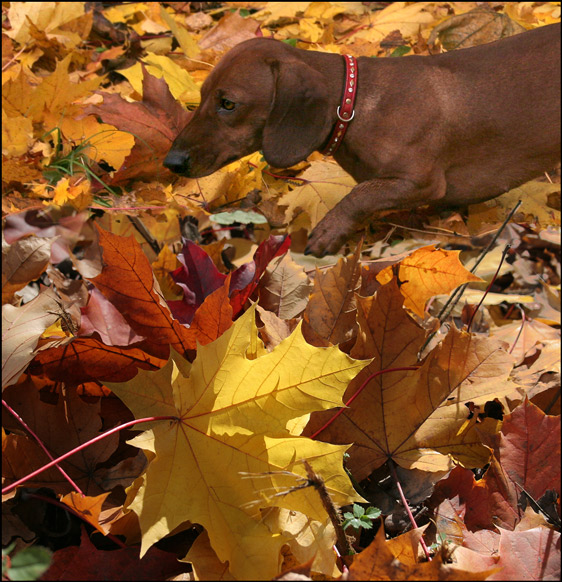 photo "Autumn walk" tags: nature, pets/farm animals