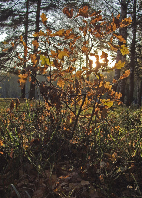 фото "Солнце сквозь листья" метки: пейзаж, закат, лес
