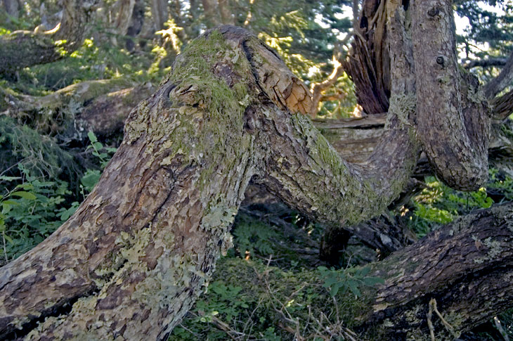 photo "Even trees die" tags: nature, flowers