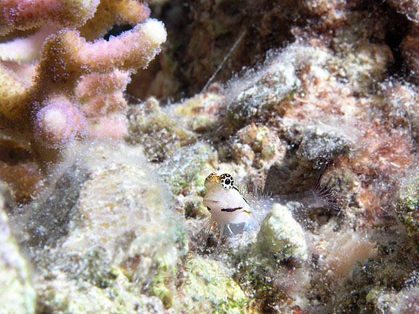 photo "***" tags: underwater, 