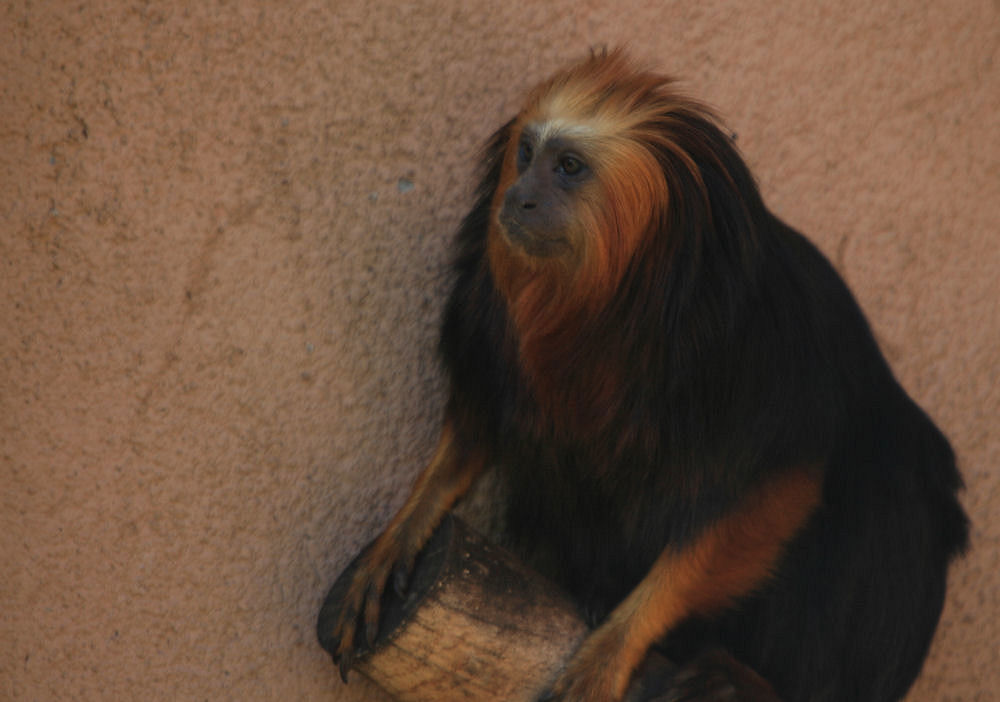 photo "Lisbon Zoo - 16/20" tags: nature, wild animals