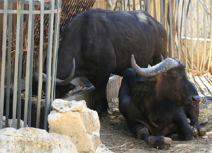 photo "Lisbon Zoo - 17/20" tags: nature, wild animals