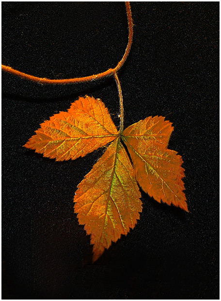 фото "Колье "Осень"" метки: природа, макро и крупный план, цветы