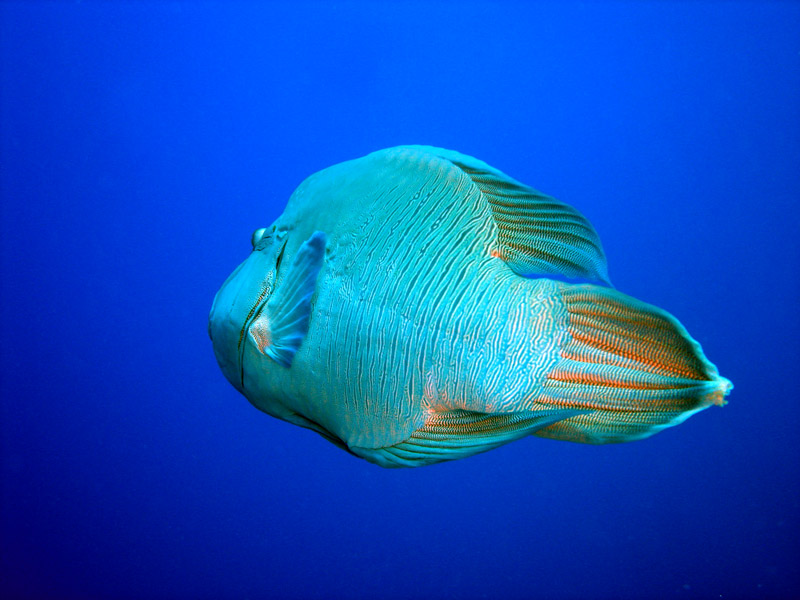 photo "Weightlessness" tags: nature, underwater, wild animals