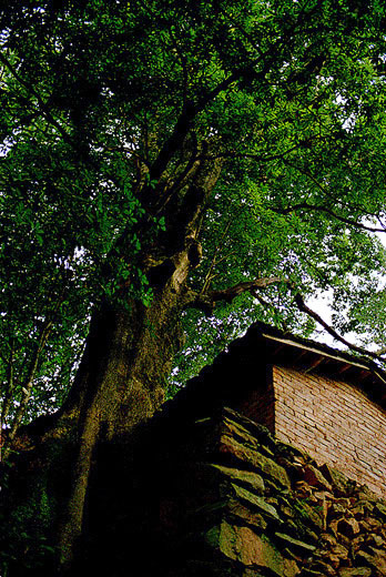 фото "An old tree" метки: природа, цветы