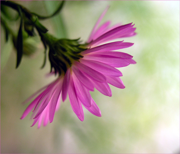 photo "***" tags: nature, macro and close-up, flowers