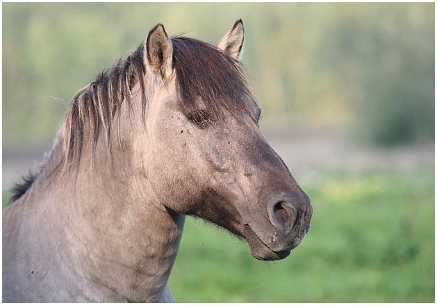 фото "stallion regard" метки: природа, дикие животные