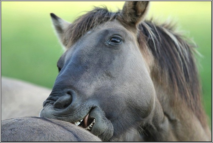 photo "horse kiss" tags: nature, wild animals