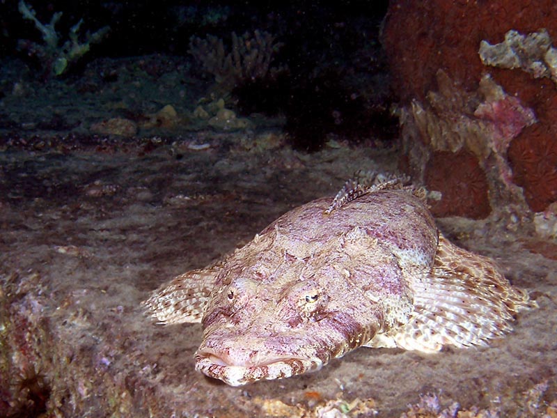 photo "Captain of "Thistlegorm"" tags: underwater, 