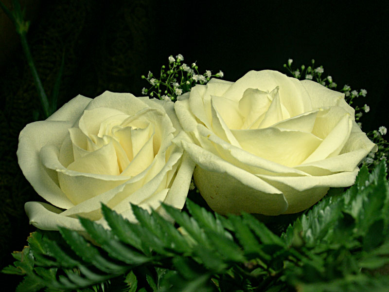 Картинки с двумя цветами. Белые розы. Красивые белые розы. Две белые розы. Белые розы в саду.