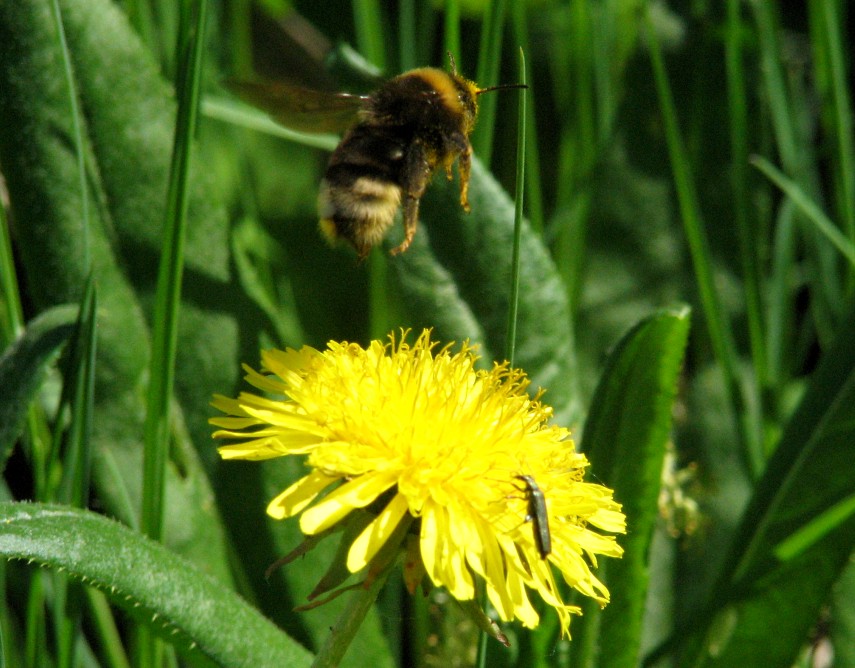 фото "пчела" метки: природа, макро и крупный план, насекомое