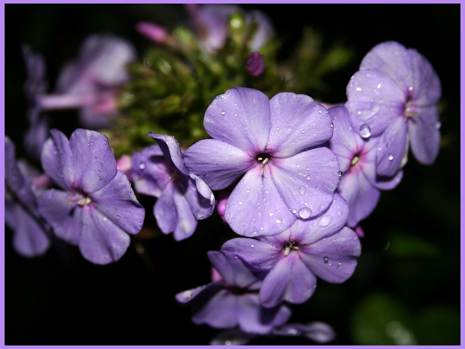 photo "***" tags: macro and close-up, nature, flowers