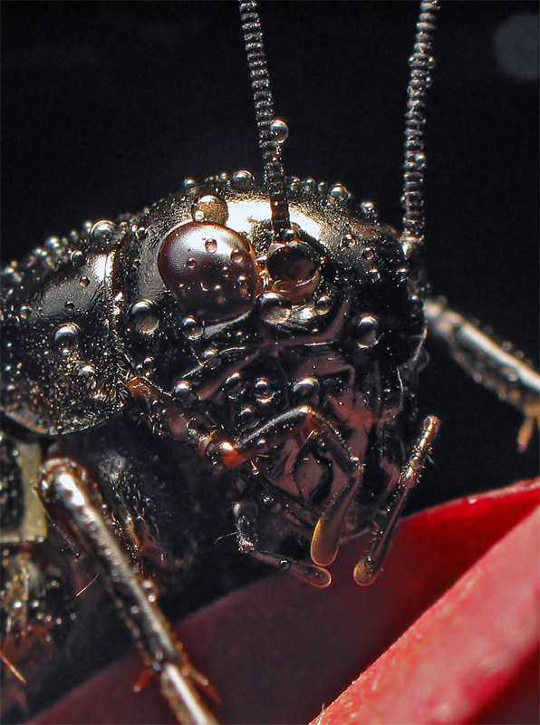 photo "***" tags: nature, macro and close-up, insect