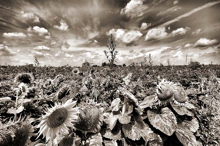 photo "Sunflowers" tags: landscape, summer