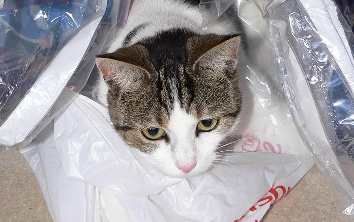 photo "Molly and her bag again ..." tags: nature, humor, pets/farm animals