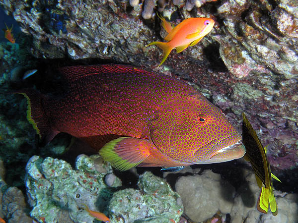 photo "Love Affeir" tags: underwater, 