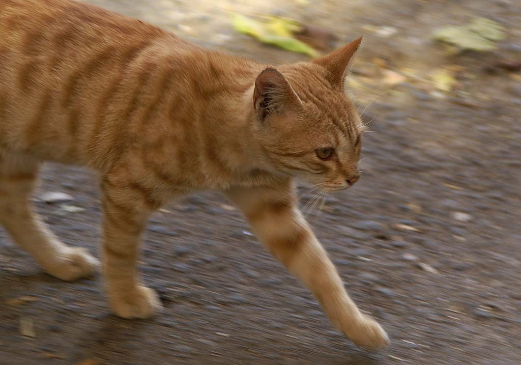 photo "Ягуар" tags: nature, pets/farm animals