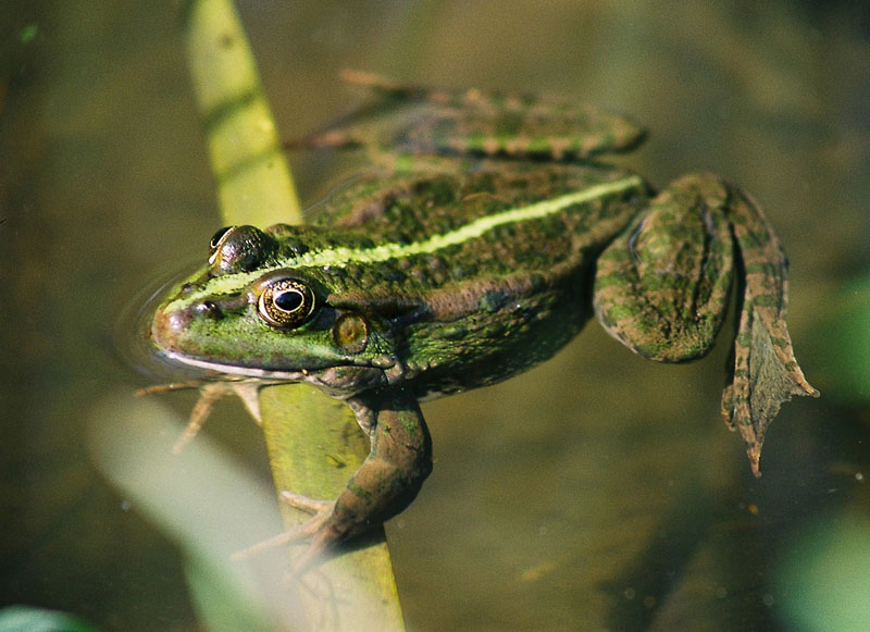 photo "frog" tags: nature, wild animals