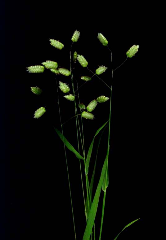 фото "" Whispering Grass "" метки: природа, натюрморт, цветы