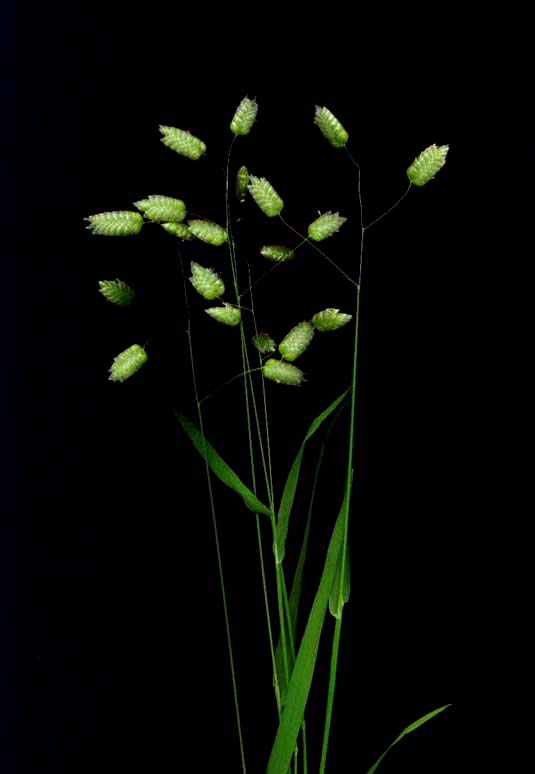 photo "" Whispering Grass "" tags: nature, still life, flowers