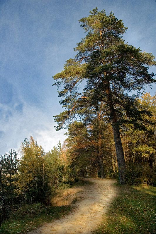 фото ""Шишкин-Лес"" метки: пейзаж, лес
