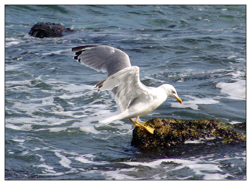 photo "***" tags: nature, landscape, water, wild animals