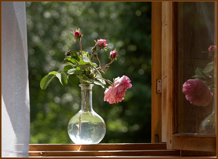 фото "Дачное утро" метки: натюрморт, природа, цветы