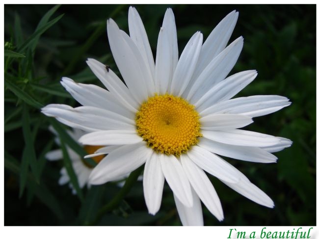 фото "I`m a beautiful" метки: природа, макро и крупный план, цветы