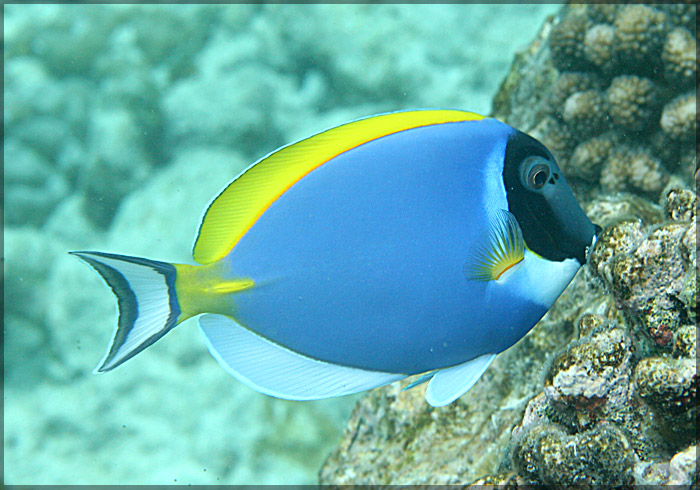 photo "***" tags: underwater, travel, Asia