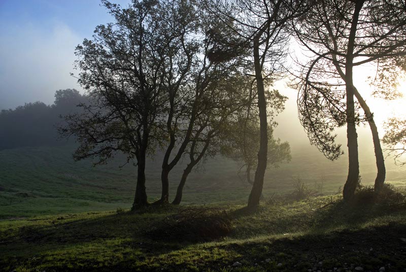 photo "***" tags: landscape, autumn, forest