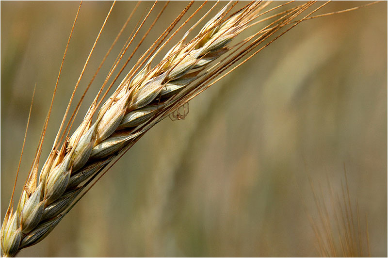 photo "The Wheat & The Spider" tags: nature, macro and close-up, flowers