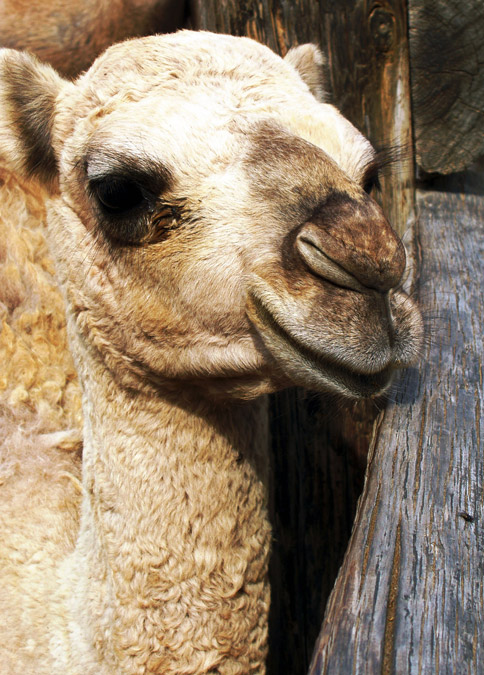 photo "Camel" tags: portrait, nature, pets/farm animals