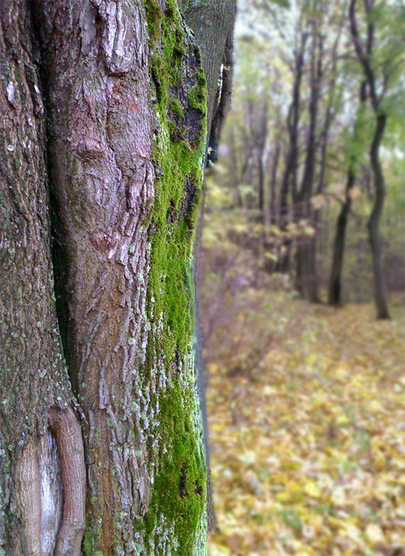 photo "***" tags: landscape, autumn, forest