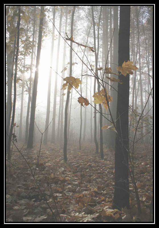 фото "Утром в лесу..." метки: пейзаж, осень