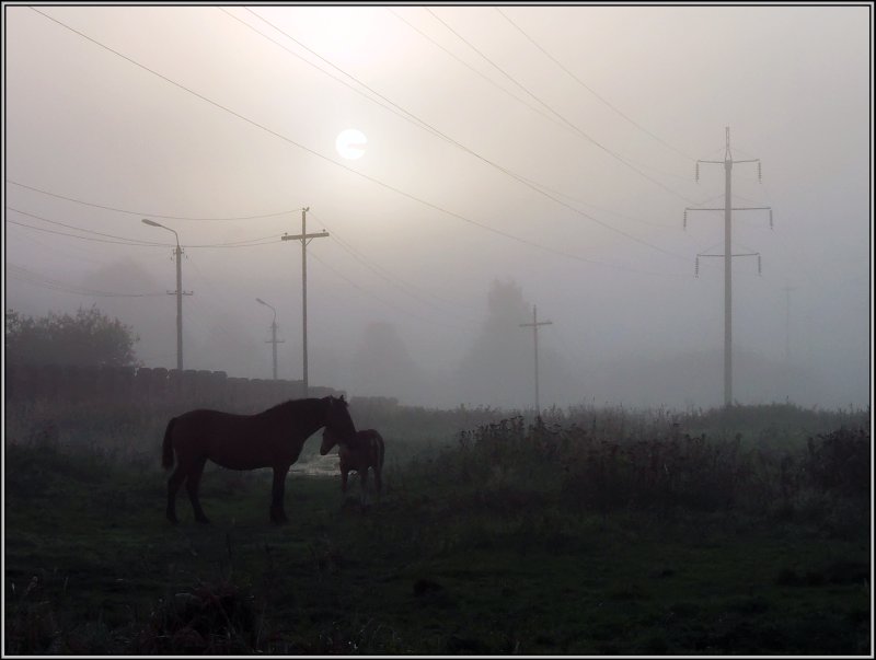фото "Туманным утром" метки: пейзаж, осень