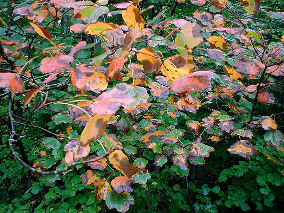 фото "Все цвета осени" метки: пейзаж, осень