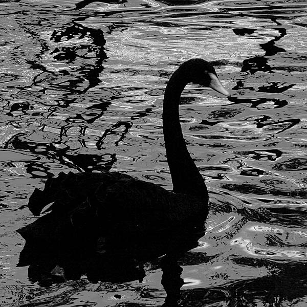 photo "Black on black" tags: nature, black&white, wild animals