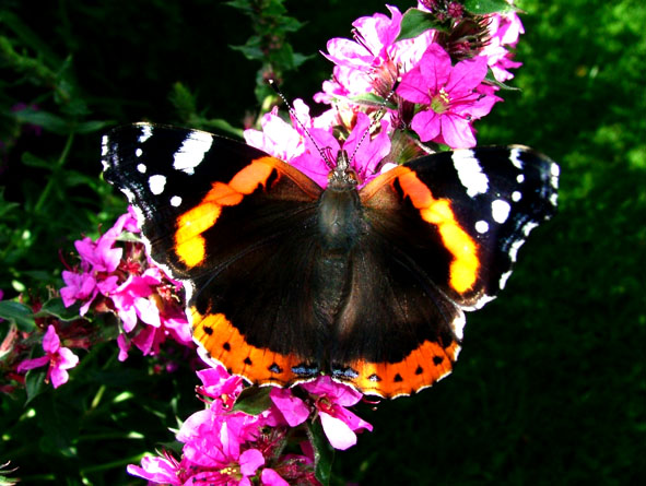 photo "***" tags: nature, flowers