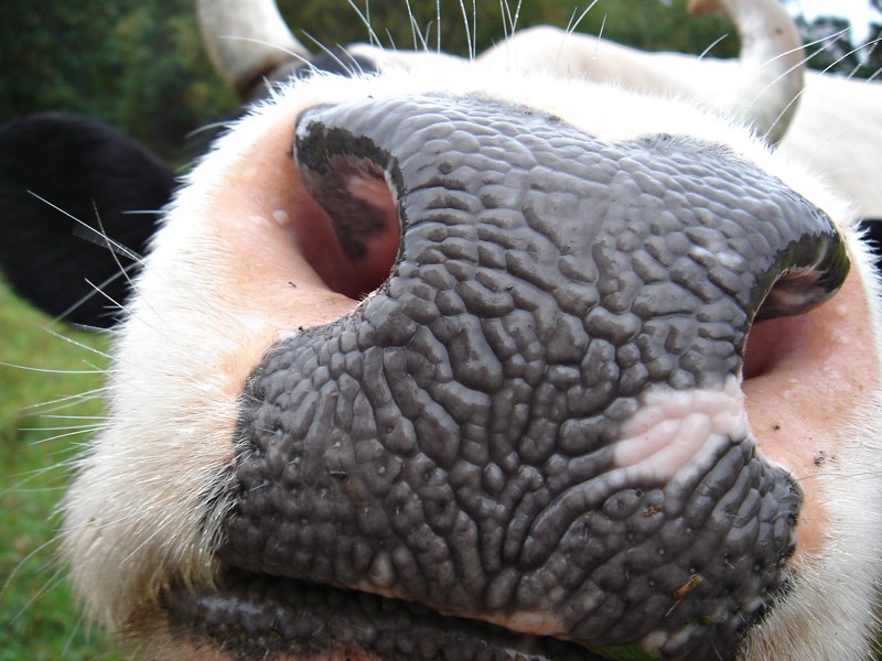 photo "cow" tags: nature, macro and close-up, pets/farm animals